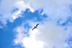 冬の空を羽ばたく