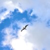 冬の空を羽ばたく