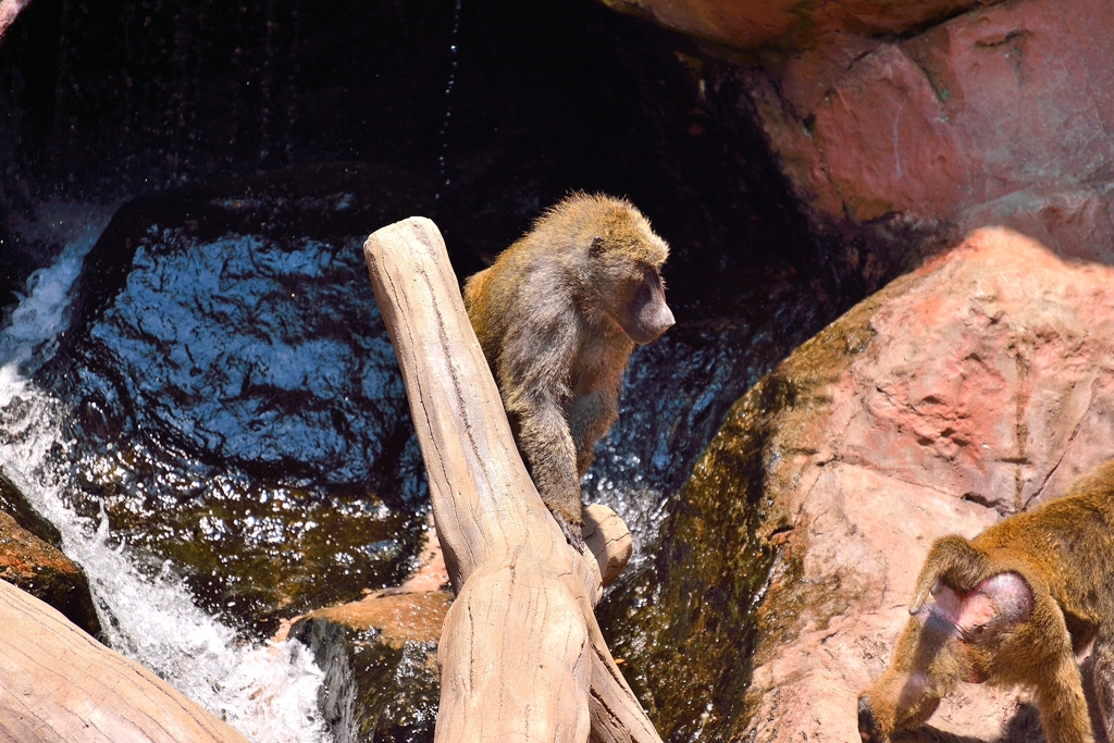 安佐動物園の猿