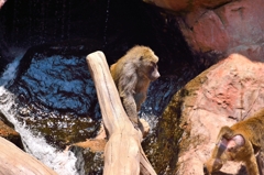 安佐動物園の猿