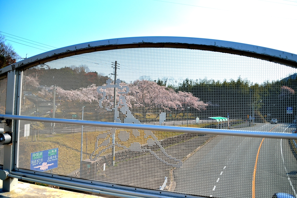 安佐動物園　通路と桜