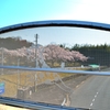 安佐動物園　通路と桜