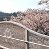 安佐動物園　通路と桜