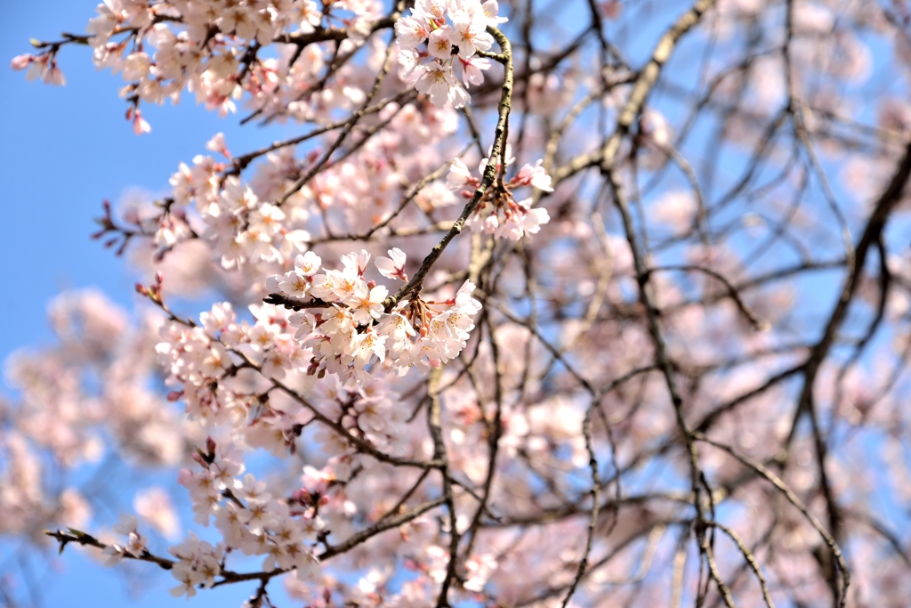 桜