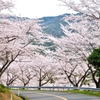 野呂山の桜