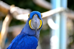 スミレコンゴウインコ