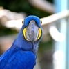 スミレコンゴウインコ
