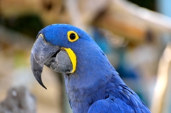 スミレコンゴウインコ