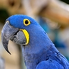 スミレコンゴウインコ