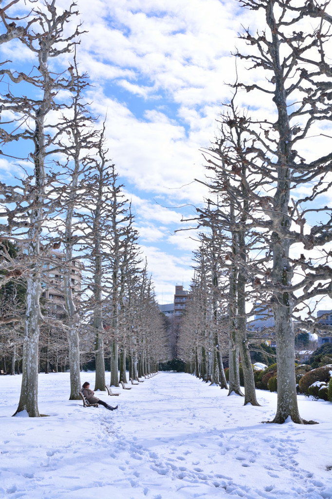 雪並木