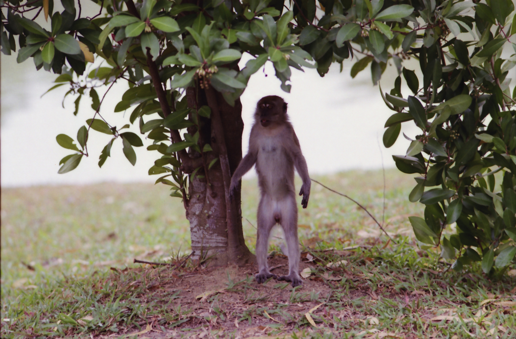 Monkey 01