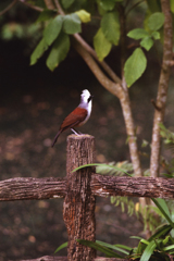 White-crested Laughingthrush 01