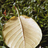 Flower & Leaf 01