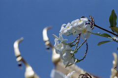 Flower 03