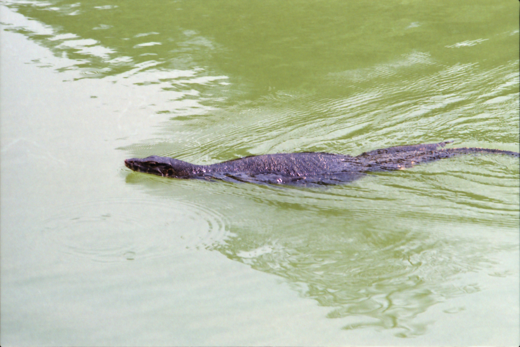 Animals in Singapore 03