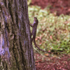 Lizard 01