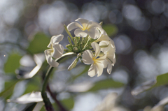 Plumeria