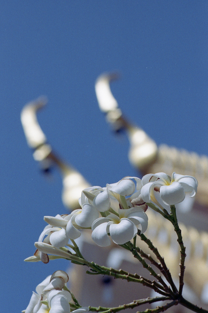 Flower 02