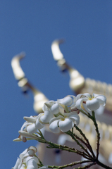 Flower 02