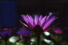 Lotus Flower 01