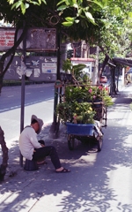 Sleeping Plants Seller 01