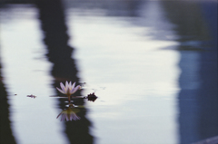 Lotus Flower 01