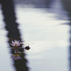 Lotus Flower 01