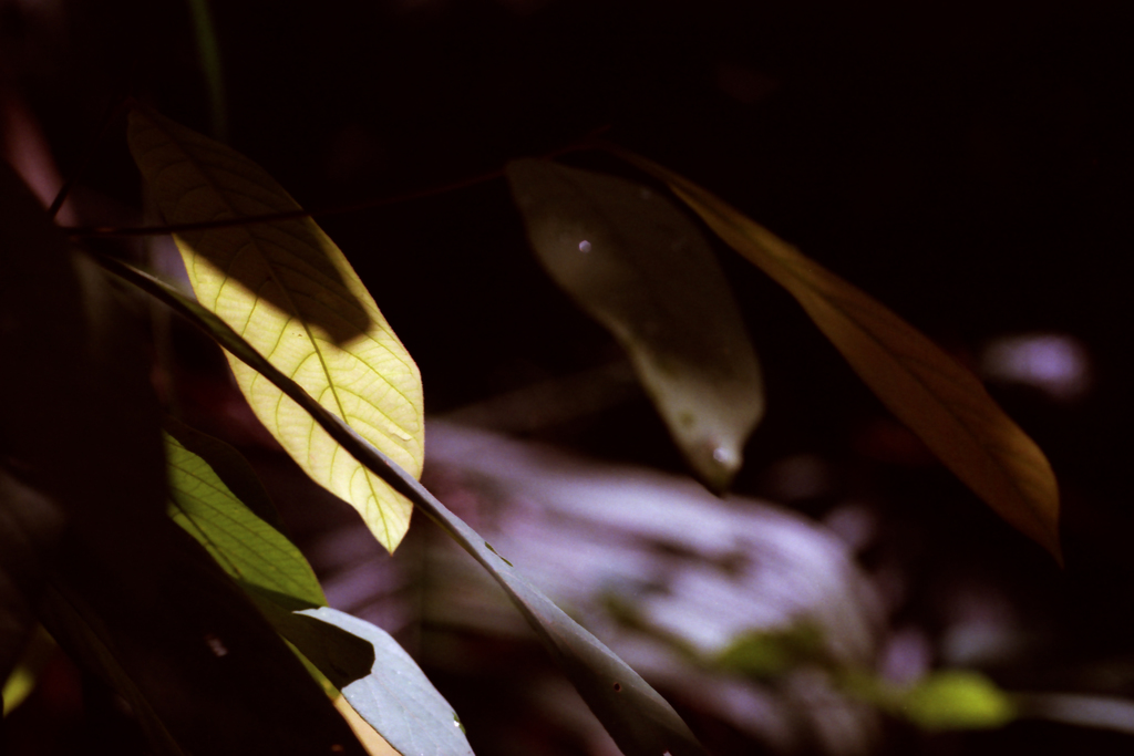 MacRitchie 05