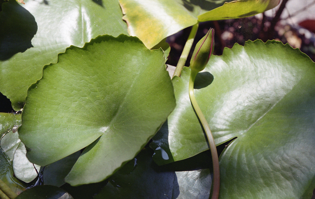 Leaves & Bud 01