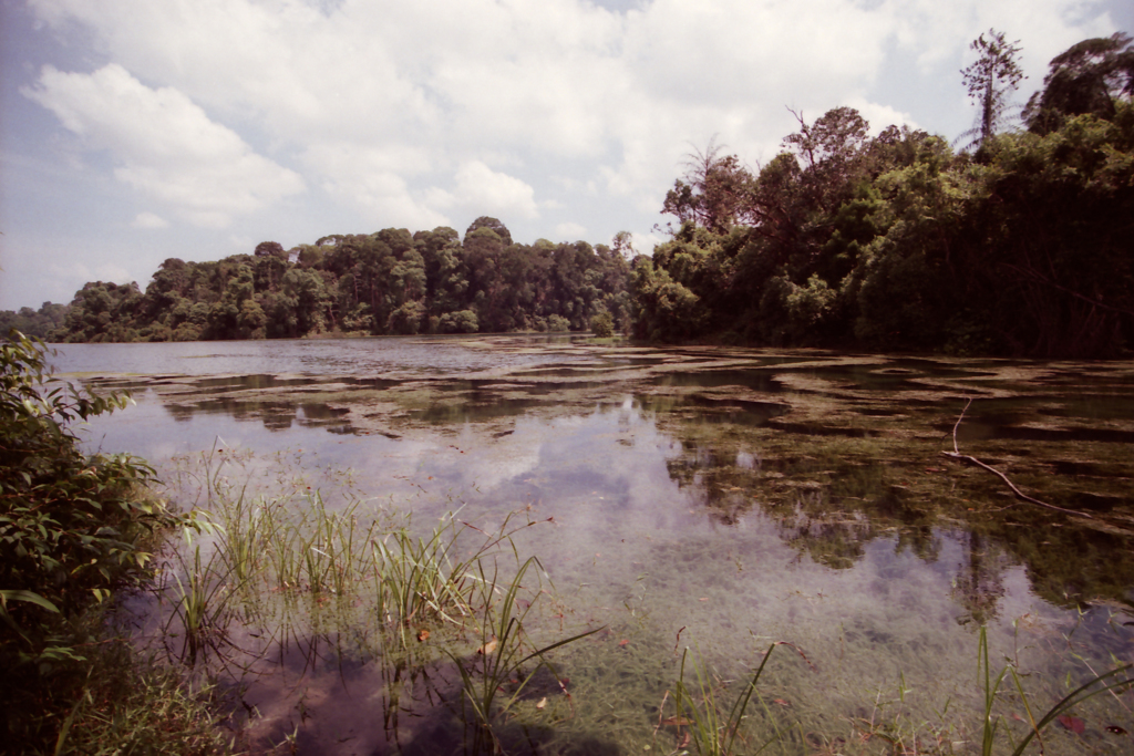 MacRitchie 01