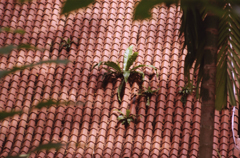 Roof and Leaves 01