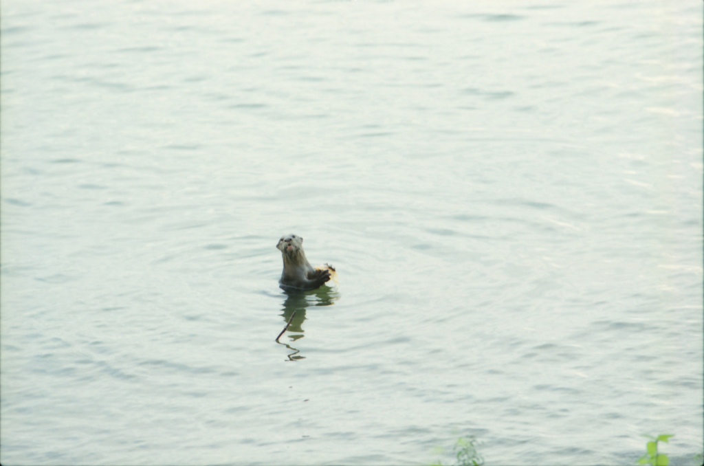 Otter 01
