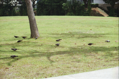 haTO(10 Pigeons)