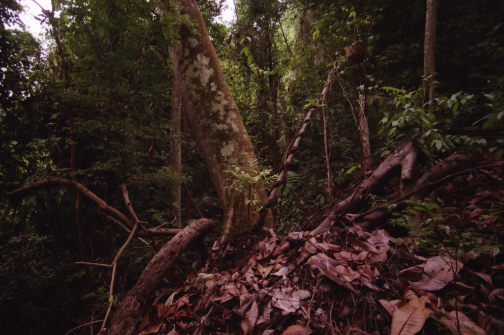 Bukit Timah Hill 01