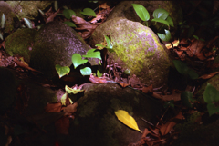Rocks and Leaves 01