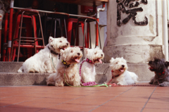 Dogs 01