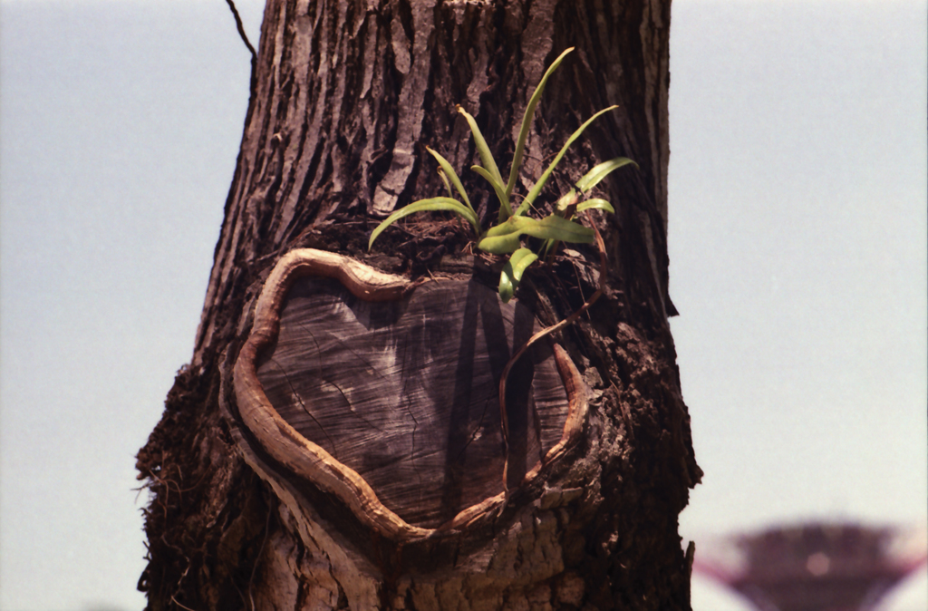 Face on Wood 01