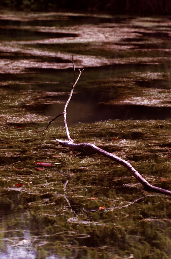 MacRitchie 03