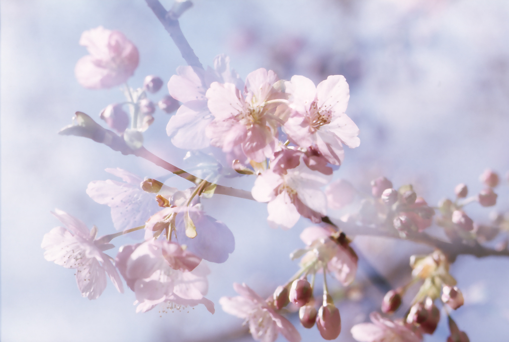 Cherry Blossom