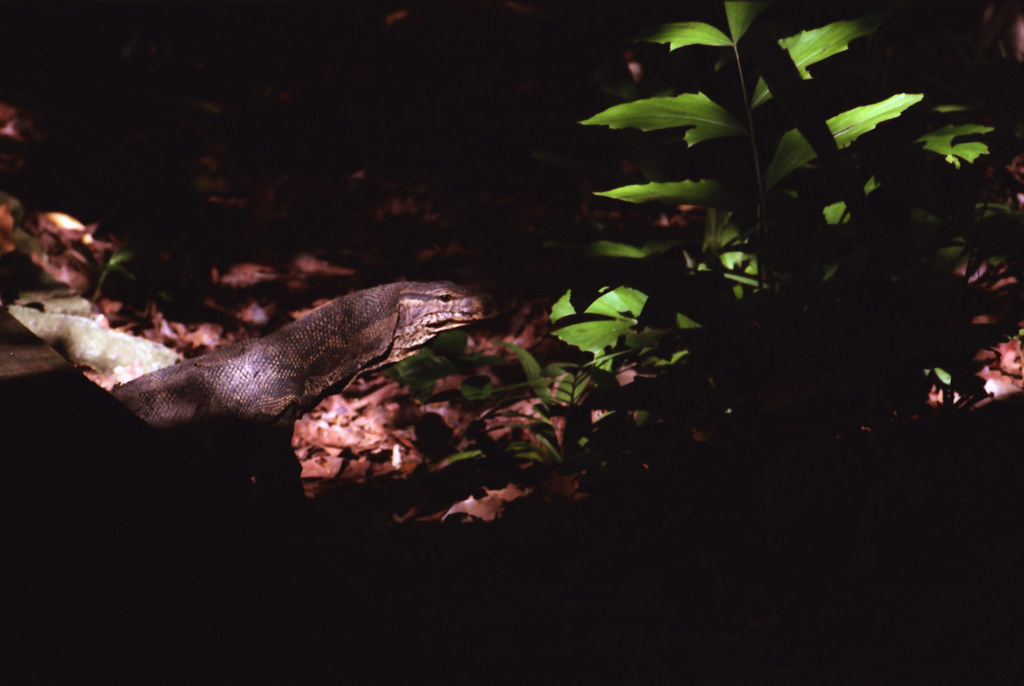 Lizard 01