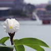 Flower 01