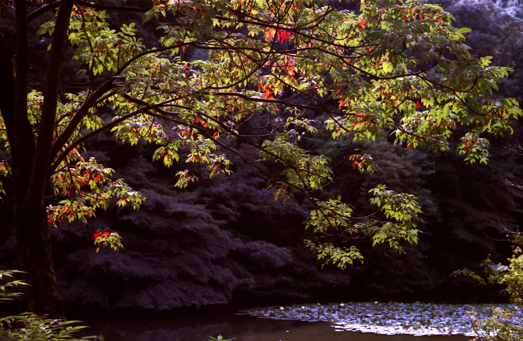 Feeling Autumn  01
