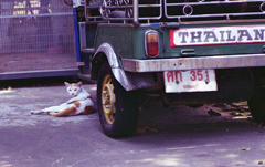 BKK Cat 02