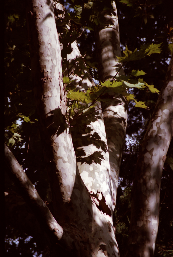 Afternoon sun makes 03