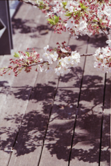 Cherry Blossom Season 02