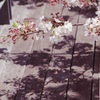 Cherry Blossom Season 02