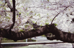 Cherry Blossom Season 03