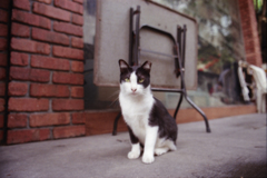 Cat in China Town 01