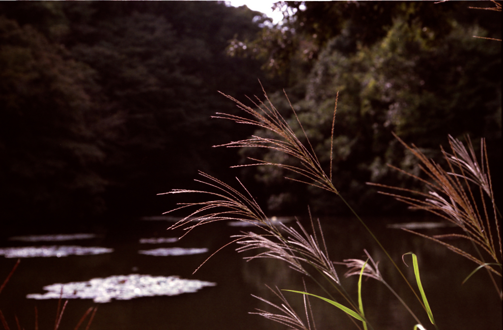 Feeling Autumn 02