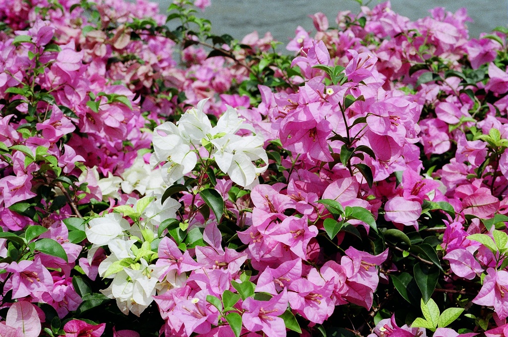 Flower 05